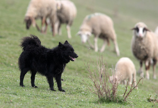 Black sheepdog Pulin with a lot sheep in work.