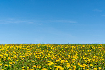 Field of dandelions