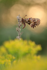 Südlicher Osterluzeifalter - Zerynthia polyxena - Southern festoon