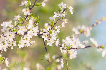 Close-up of blossom on branches of blooming tree.