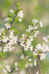 Close-up of blossom on branches of blooming tree.