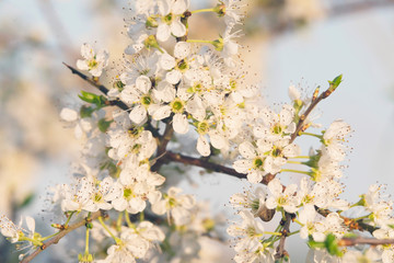 Close-up of blossom on branches of blooming tree.