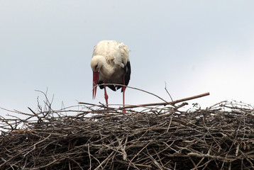 One withe Stork, Ciconia ciconia, building a nest