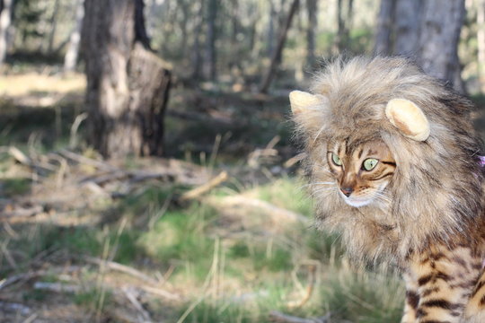 Funny Tabby Cat With Lion Style Wig