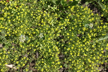 Small yellow and white field flowers in spring