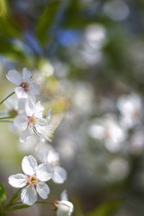 Scenic flower background. Floral summer composition. Sakura