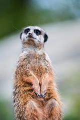 Fototapeta premium An observant meerkat at the Leipzig Zoo