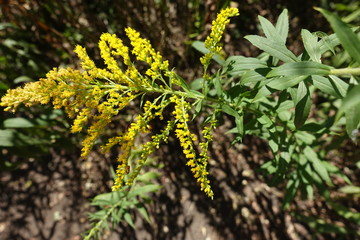 Large array of yellow flower heads of goldenrod