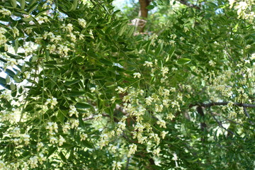 White flowers of Sophora japonica in summer