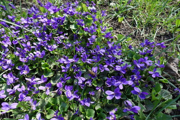 Obraz premium Honey bee pollinating flowers of dog violets