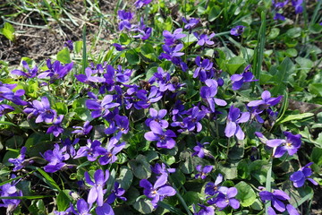 Small purple flowers of dog violets in spring