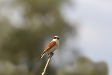 Bird shrike sitting on a dry grass stalk and on a blurry background 