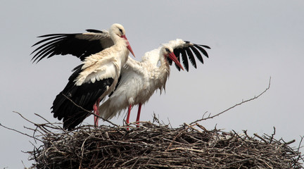 Couple of white storks (ciconia ciconia) in the nest.