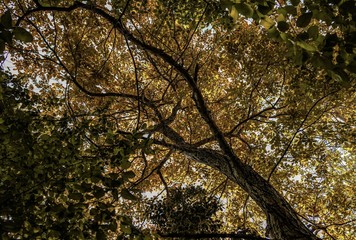 Fototapeta premium Tree forest color and sun