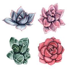 Watercolor succulent flower set. Isolated on white background.