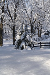 Kentucky Winter Pine 2