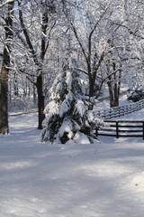 Fototapeta premium Kentucky Winter Pine 2