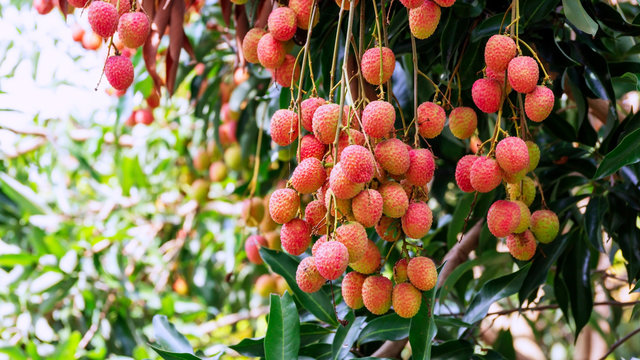 Lychee tree in an orchard.