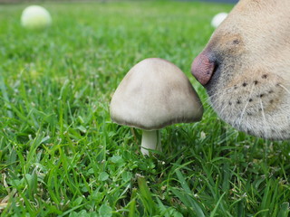 Nosey dog © Derrick