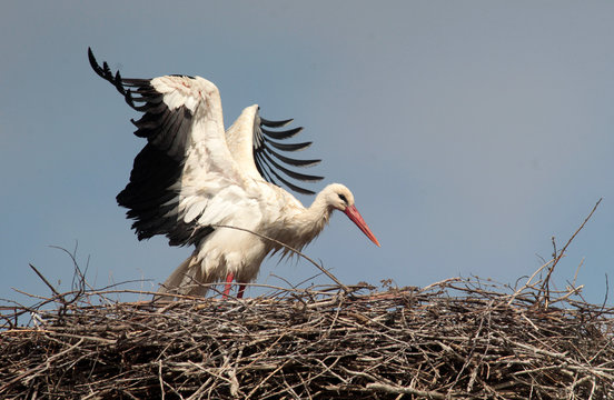 Single white stork ciconia ciconia in the nest.