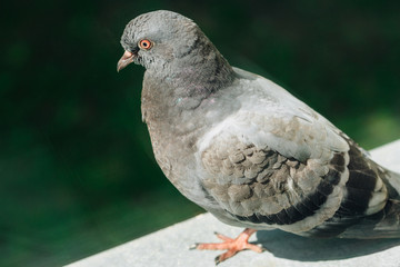 Closeup photo of Feral Pigeon. City dove