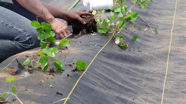 Farm worker preparing and transplanting organic new cubios plants using a black plastic  Tropaeolum tuberosum no audio 