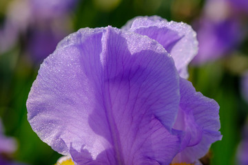 Pétales d'iris pallida macro.