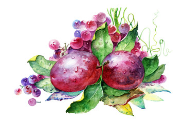 Plums and grapes. Colorful fruits. Ripe fruit isolated on a white background.Beautiful watercolor illustration.
