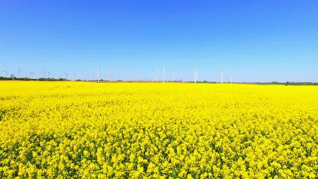 Aerial view of beautiful yellow flowering bright canola rape fields on a sunny day with blue sky