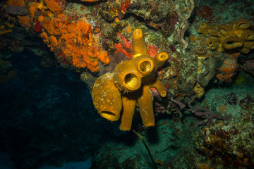 Coral reef © sergemi