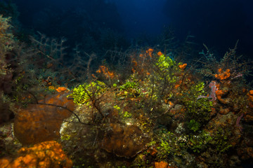 Coral reef