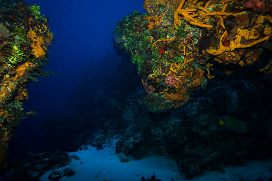 Fototapeta Coral reef