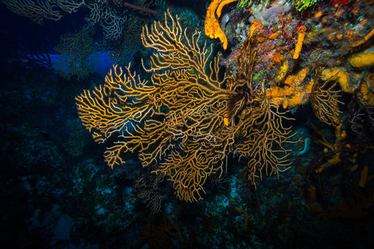 Fototapeta Coral reef