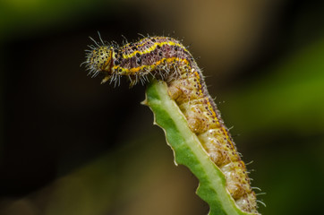  wonderful and mysterious macro world.