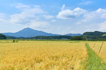 Fototapeta premium 秋の田園風景と筑波山