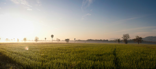 Dew on the rice field in the morning.