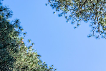 Looking up at a blue sky through trees