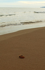 Fototapeta na wymiar Seashell on the seashore