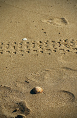 Seashell on the seashore