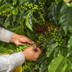 picking ripe coffee beans by hand.