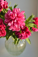 Fresh bouquet of pink peonies peony roses in a vase on white window, background. Floral blossom wallpaper. Flowers in the room. Card, text, copy space.