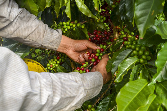 colombian farmer picking ripe coffee beans by hand.