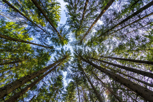 Looking up in pine forest © Katrine