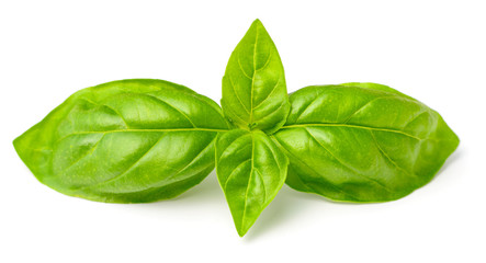 fresh basil isolated on white, fresh herb