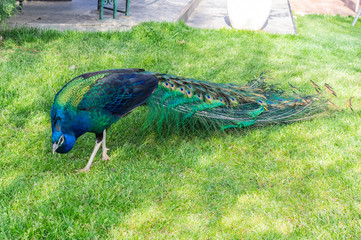 Obraz premium Peacock with his plumage feeding.