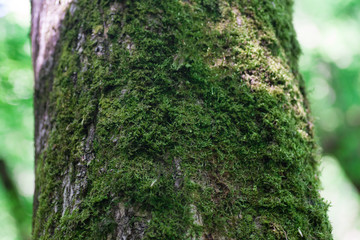 Moss on tree trunk