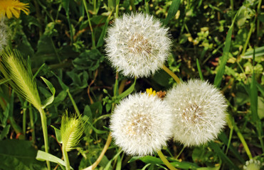 Dandelions in spring