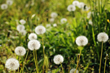 Dandelions in spring