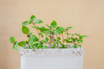 young seedlings of basil. Green leaves in a pot