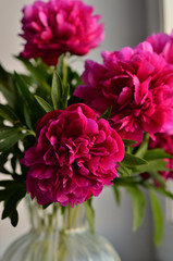 Fresh bouquet of pink peonies peony roses in a vase on white window, background. Floral blossom wallpaper. Flowers in the room. Card, text, copy space.